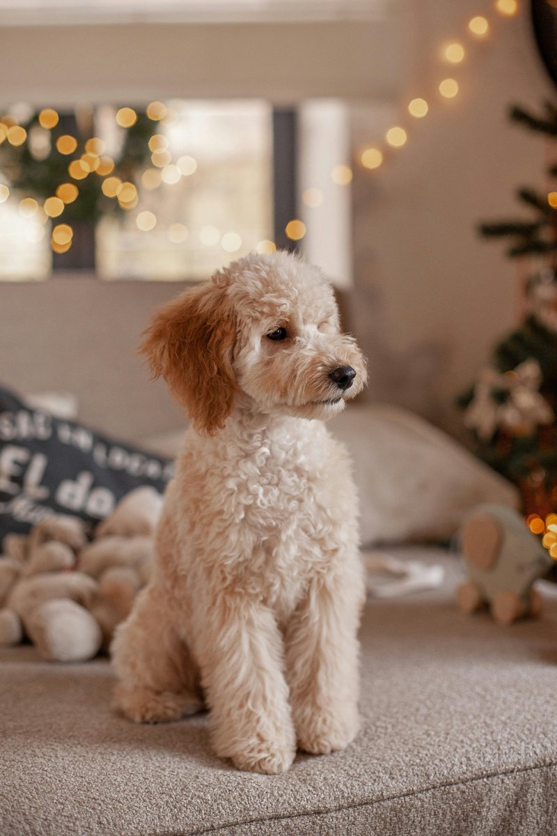 friendlytails's tweet photo. Get your pup holiday-ready! 🎄🐶
From cozy sweaters to festive bandanas, our holiday collection brings ALL the cheer.
🛍️ Shop now: https://t.co/vGAUmDEOi2
#DogHolidayStyle #PetFashion #FriendlyWaggingTails https://t.co/vk8xPKUe23