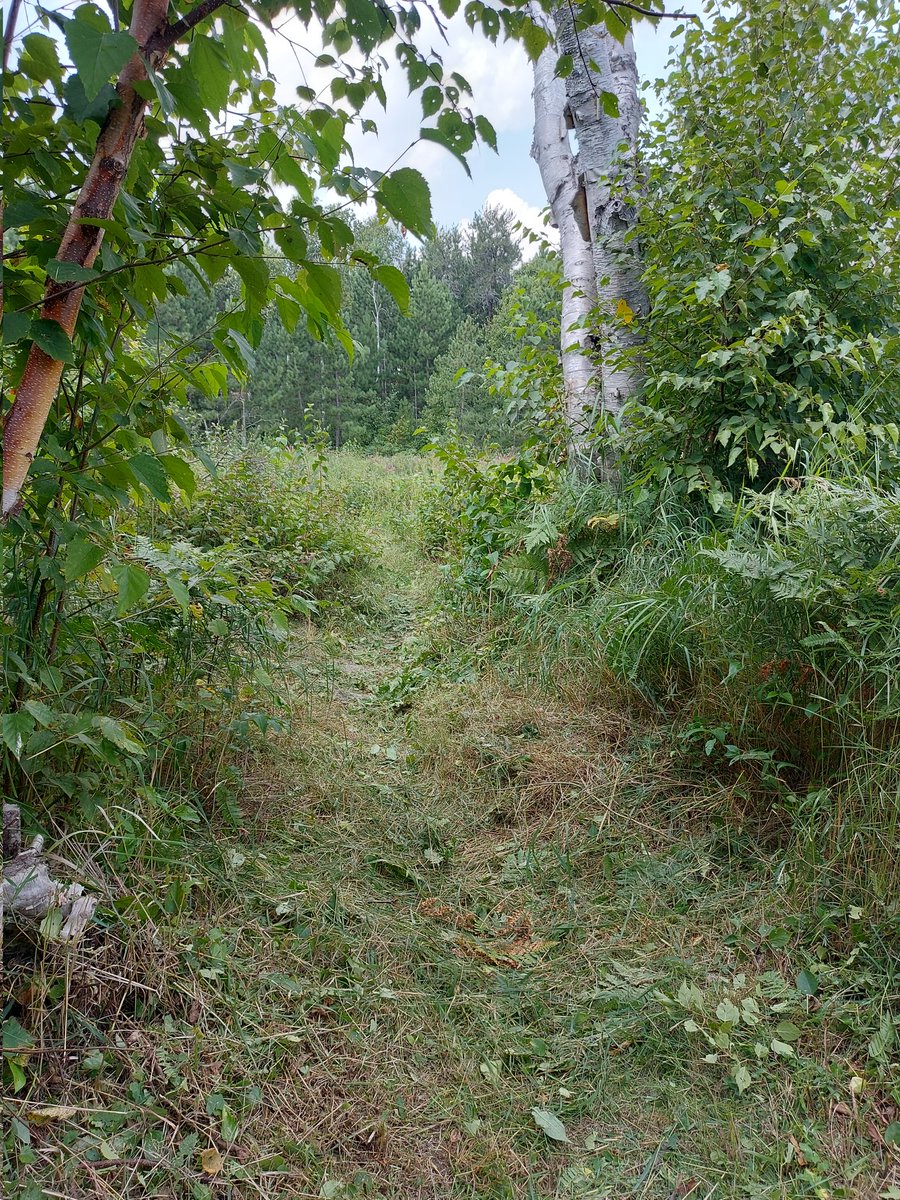Almost lost Marc in the heavy brush 😉 

Brushing efforts continue. More on the Point Trails today. 

Thanks for the help Marc. This guy works just as hard as he runs.