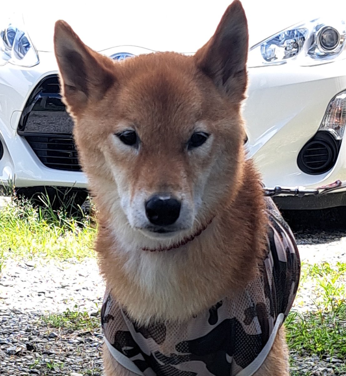 今からラブちゃんが通るから、今日こそ吠え散らかして
縄張りを分からせてやると
意気込む柴犬
 #柴犬ハチ