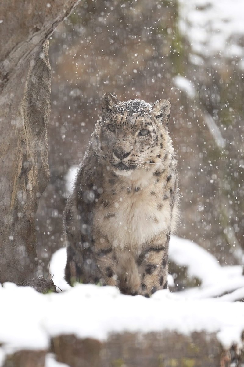 冬雪 嵯峨野ライナー on X: 