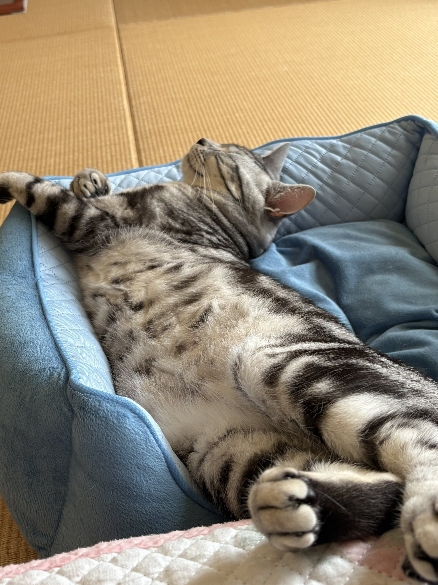 オンノヅキ🐱🐱 on X: 