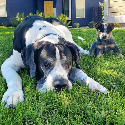 Great Dane lovers United (@DaneLoverUnited) / Posts / X