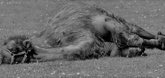 🚨 تنبيه لأهل الإبل! 🚨
بعد أن أصبح العابثين مكشوفين لدى الجميع لجأوا إلى حيلة جديدة: يسلِّمون الإبل المعبوثة لأشخاص مجهولين لتسويقها.
احذروا من التعامل مع أي شخص غير معروف في هذا المجال وتحققوا دائمًا من مصدر الإبل وإفحصوها.