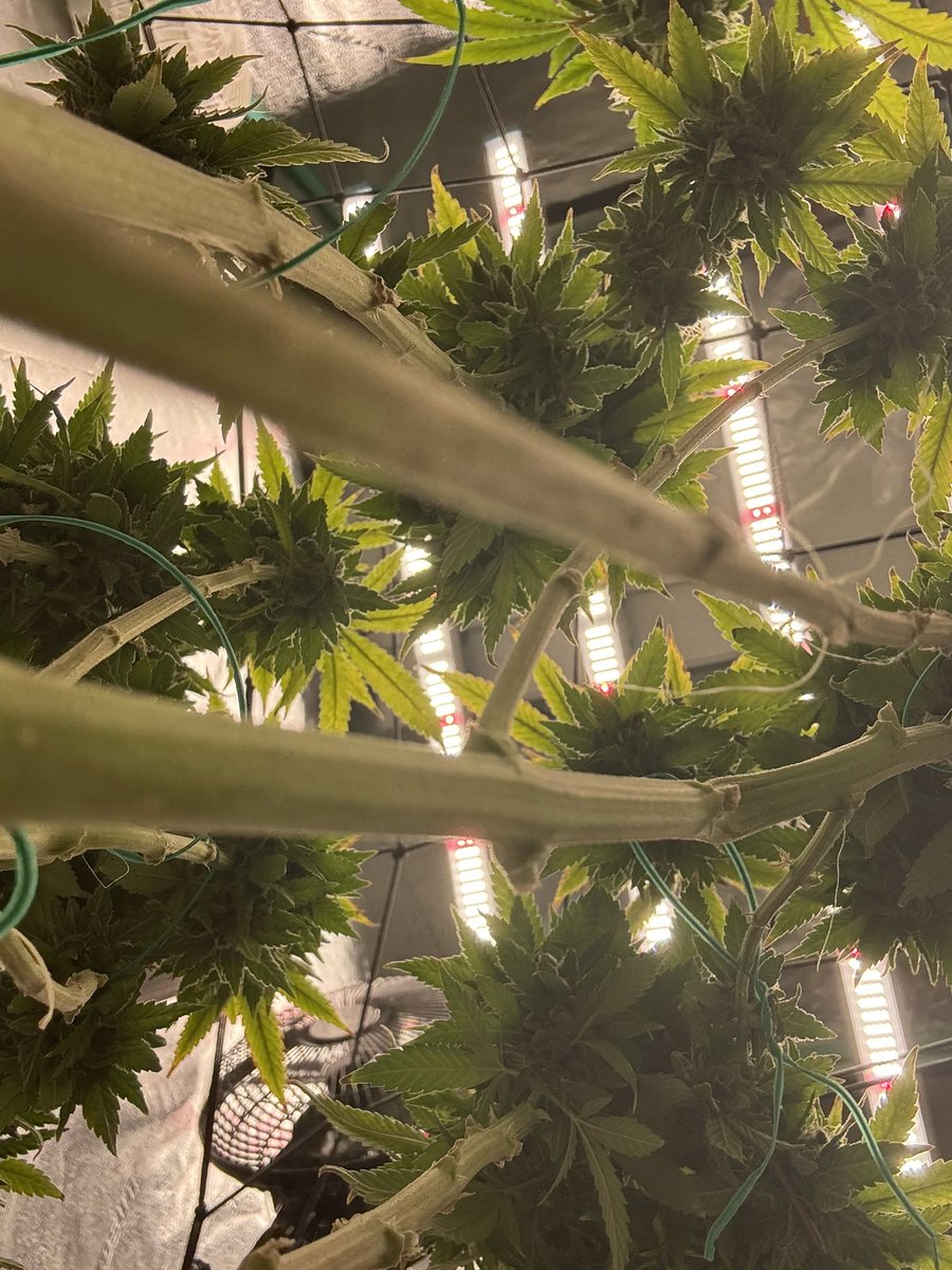 HotPinkHyena's tweet image. I been hy asf forgetting to post…

#WeedHumor #highthoughts #WeedLovers #CannabisCommunity #cannabisculture #growyourown #cannabisgrowers #cannabiscultivation #Homegrown