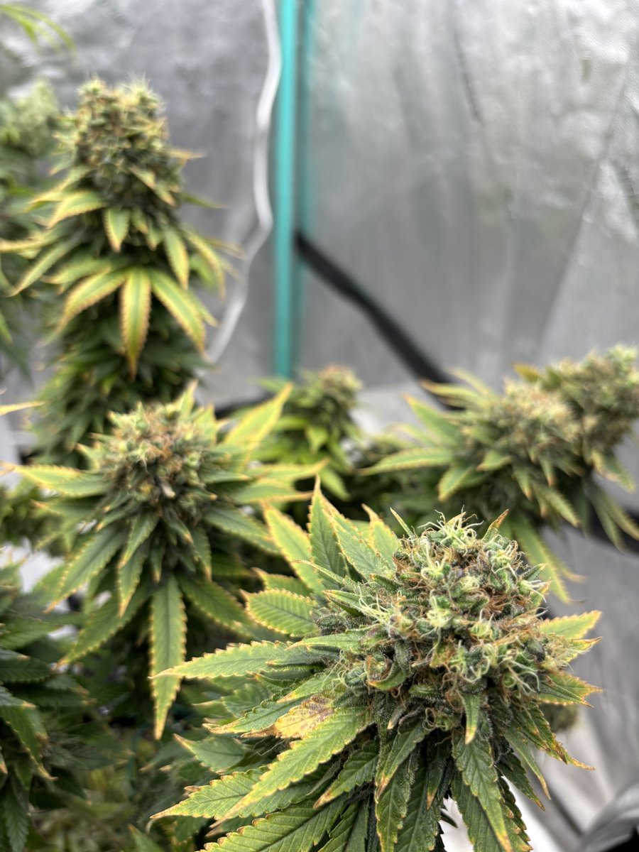 HotPinkHyena's tweet image. I been hy asf forgetting to post…

#WeedHumor #highthoughts #WeedLovers #CannabisCommunity #cannabisculture #growyourown #cannabisgrowers #cannabiscultivation #Homegrown