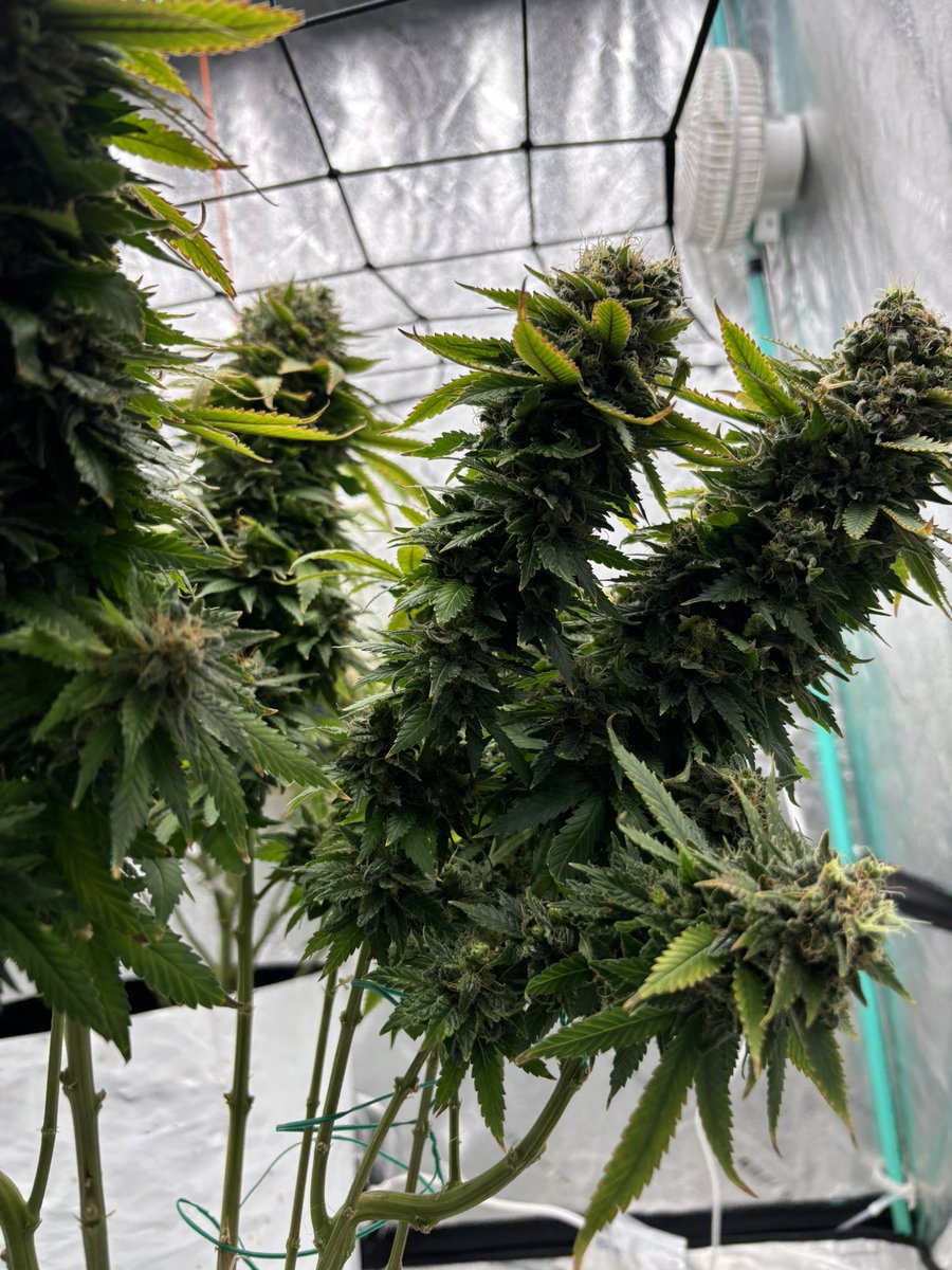 HotPinkHyena's tweet image. I been hy asf forgetting to post…

#WeedHumor #highthoughts #WeedLovers #CannabisCommunity #cannabisculture #growyourown #cannabisgrowers #cannabiscultivation #Homegrown