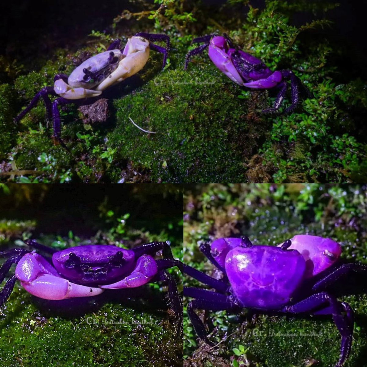 🇹🇭🦀💜 INSOLITE | Des crabes violets rares ont été aperçus dans un parc en Thaïlande.