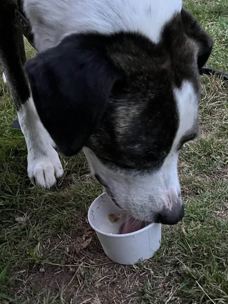It’s a pup cup kind of night