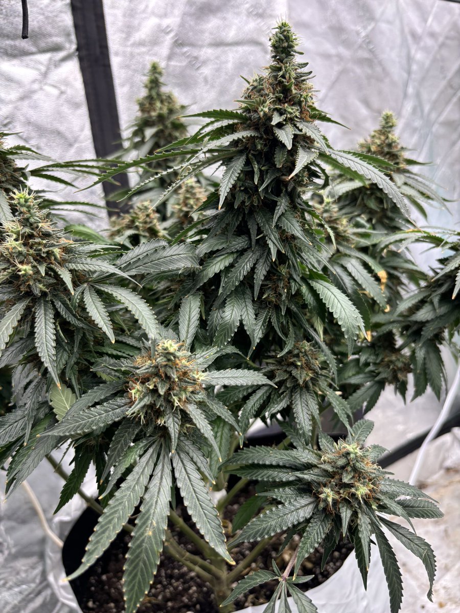 HotPinkHyena's tweet photo. Decided she wasn’t done…
@lotusnutrients 

#toxic #WeedLovers #WeedHumor #Homegrown #cannabis #CannabisCommunity #weedphotography #lotusnutrients https://t.co/FQ9KNFU7AU