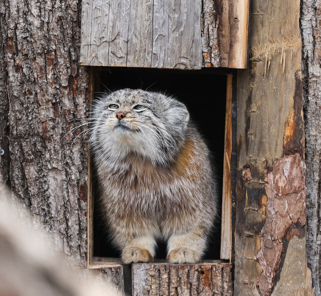 Daily Manul (@dailymanul) on Twitter photo 