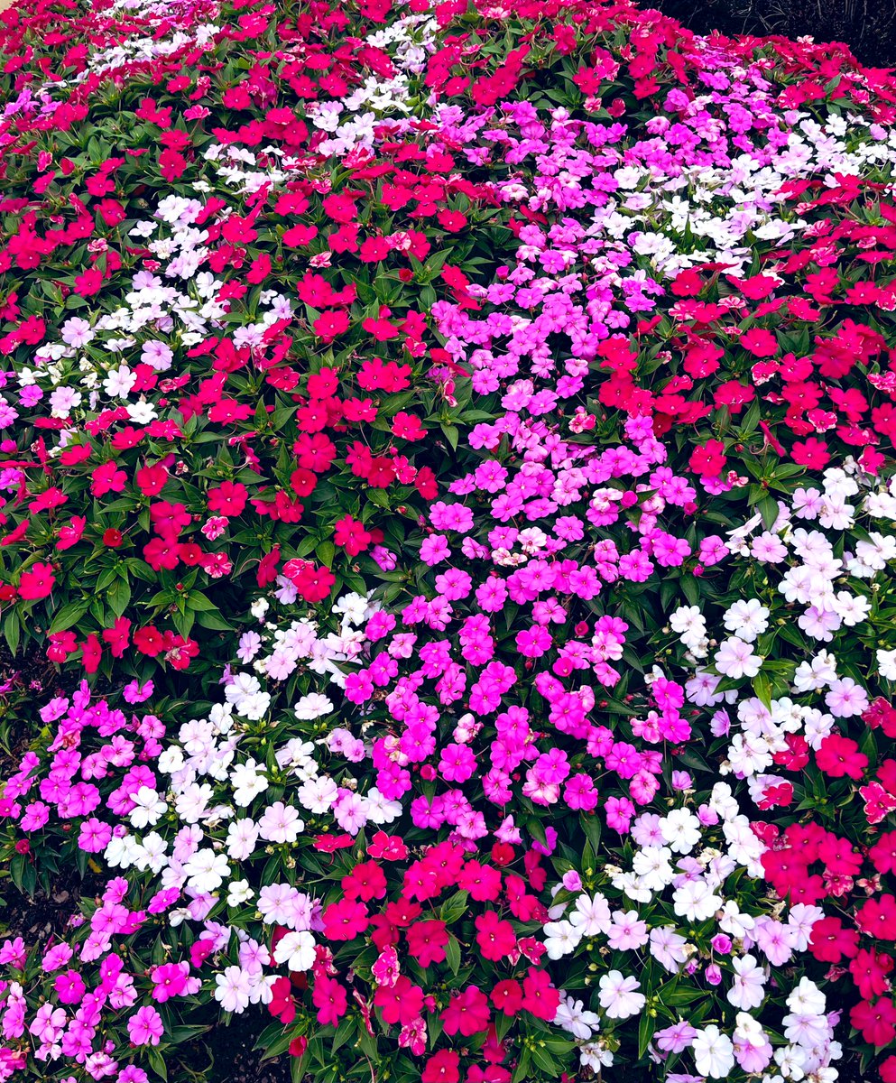 A sea of impatiens