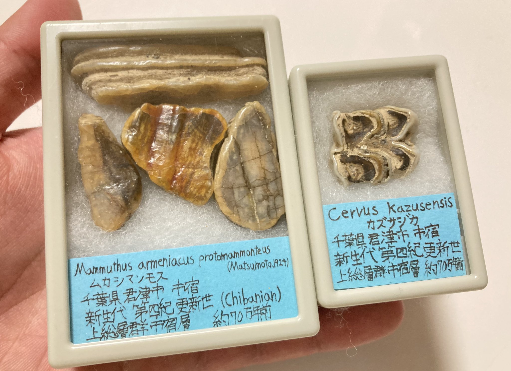 沖縄産、馬の歯化石 沖縄産、馬の歯化石