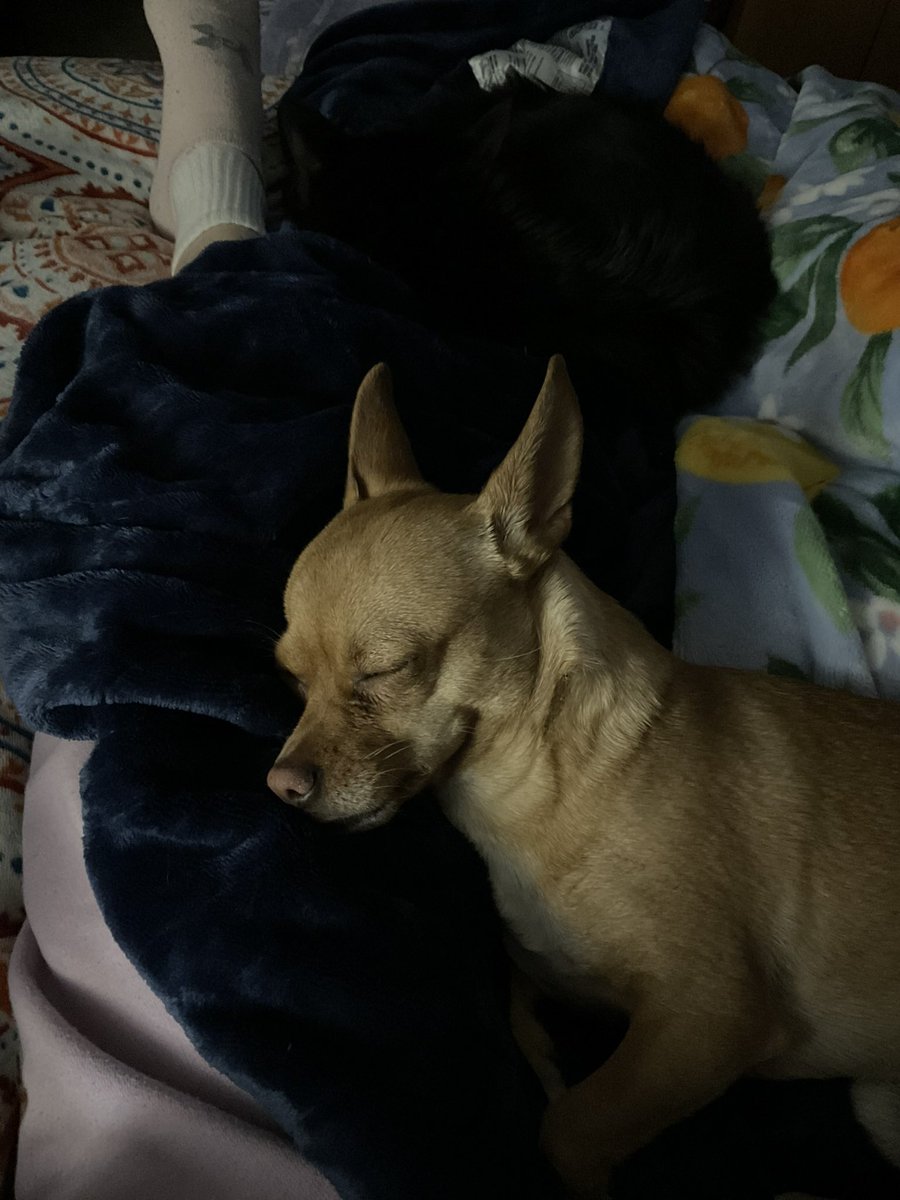 DobieMomm's tweet photo. @dog_rates https://t.co/nGdicc0u9H