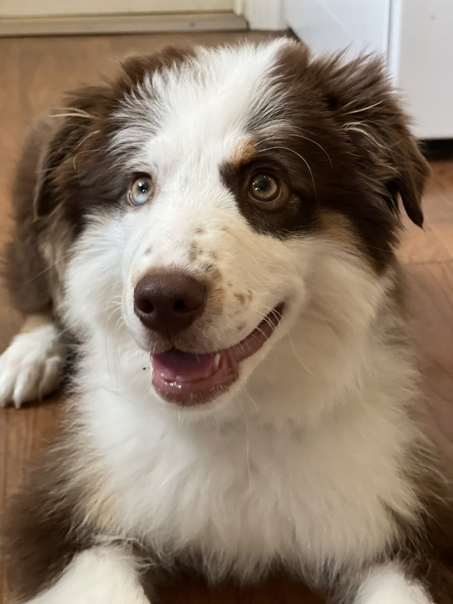 PawsAtHome's tweet image. Rolling out the new client #WelcomeWaggin for this sweet little girl❤️🐶🐾🥹