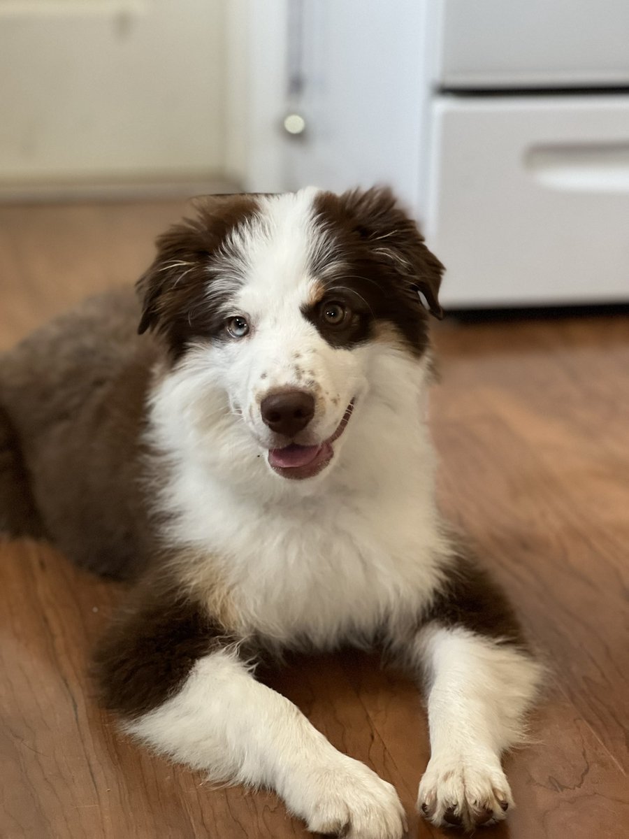 PawsAtHome's tweet image. Rolling out the new client #WelcomeWaggin for this sweet little girl❤️🐶🐾🥹