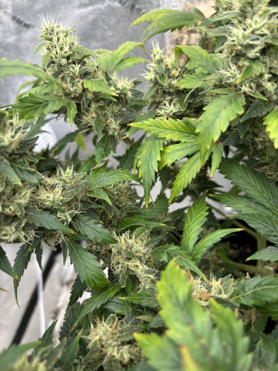 HotPinkHyena's tweet photo. Get the milk ready for these platinum cookies…

#gsc #weedphotography #lotusnutrients #cannabisculture #growyourown #cannabisgrowers #WeedHumor #highthoughts #CannabisThoughts #gwah https://t.co/PBJBtfwrxp