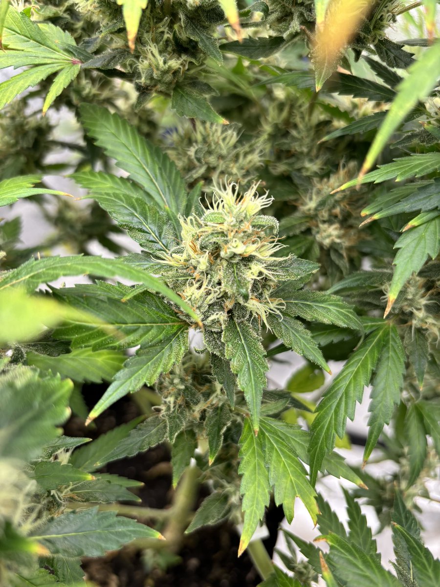 HotPinkHyena's tweet photo. Get the milk ready for these platinum cookies…

#gsc #weedphotography #lotusnutrients #cannabisculture #growyourown #cannabisgrowers #WeedHumor #highthoughts #CannabisThoughts #gwah https://t.co/PBJBtfwrxp