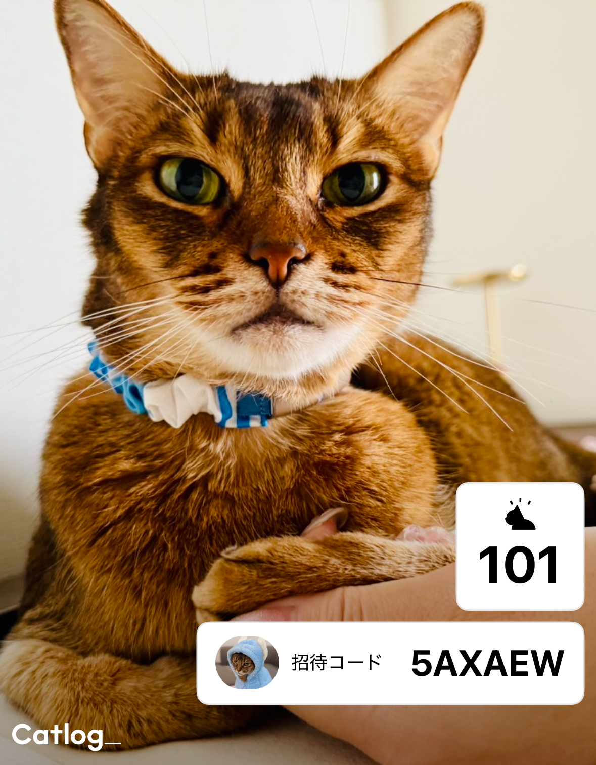cat log キャットログ キャトログ セット Catlog の購入 | Catlog