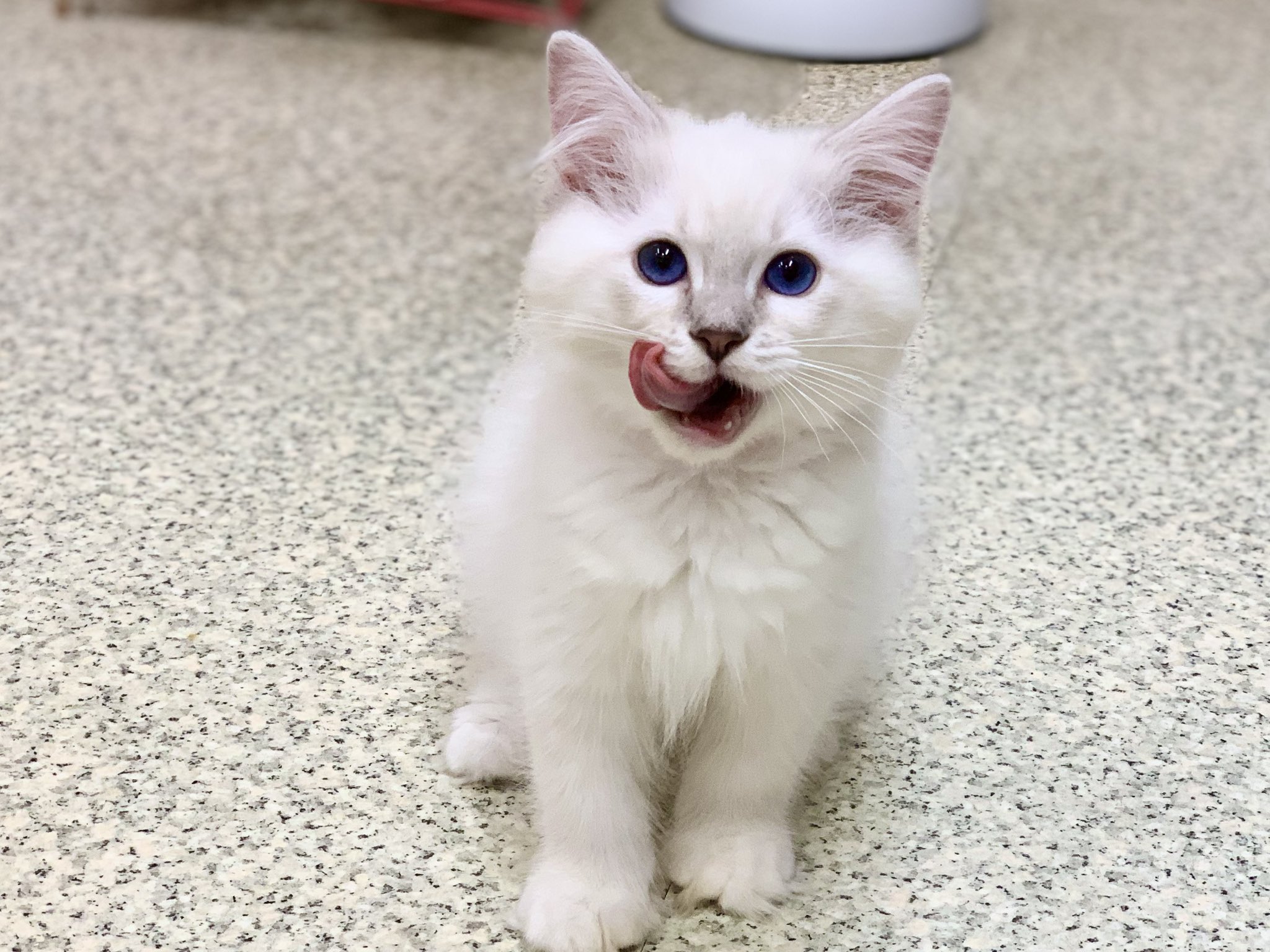 リダ工房・天使と子猫 引力のある作品にまた出会ってしまった👀👏🏻🕊🐈 なんですか