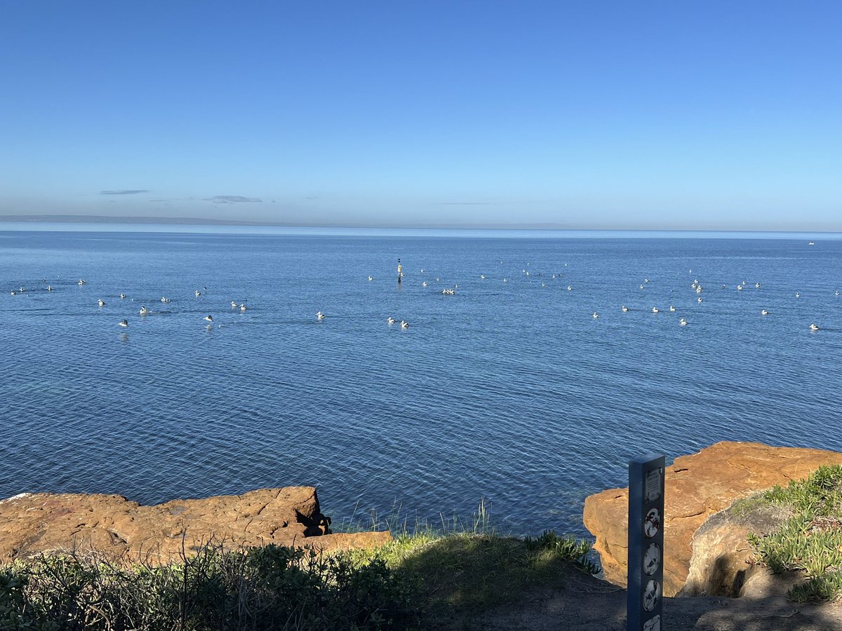 WagsVargs's tweet image. Sun ✅ Beach ✅ Pelicans ✅ Beaumaris putting in a show today…
