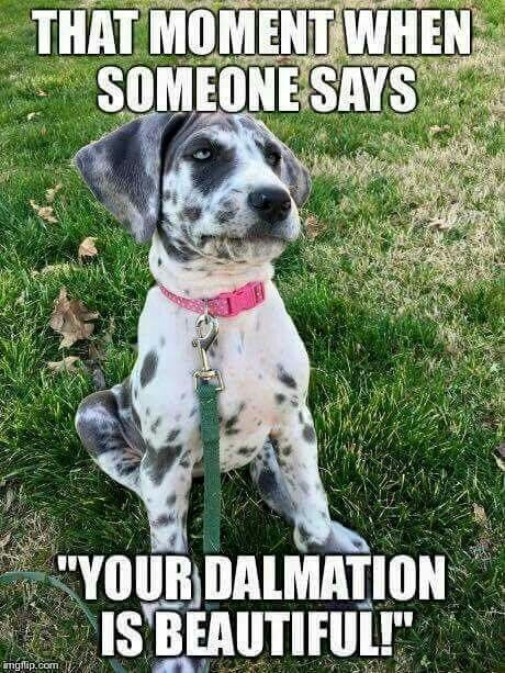 Great Dane lovers United (@DaneLoverUnited) / Posts / X