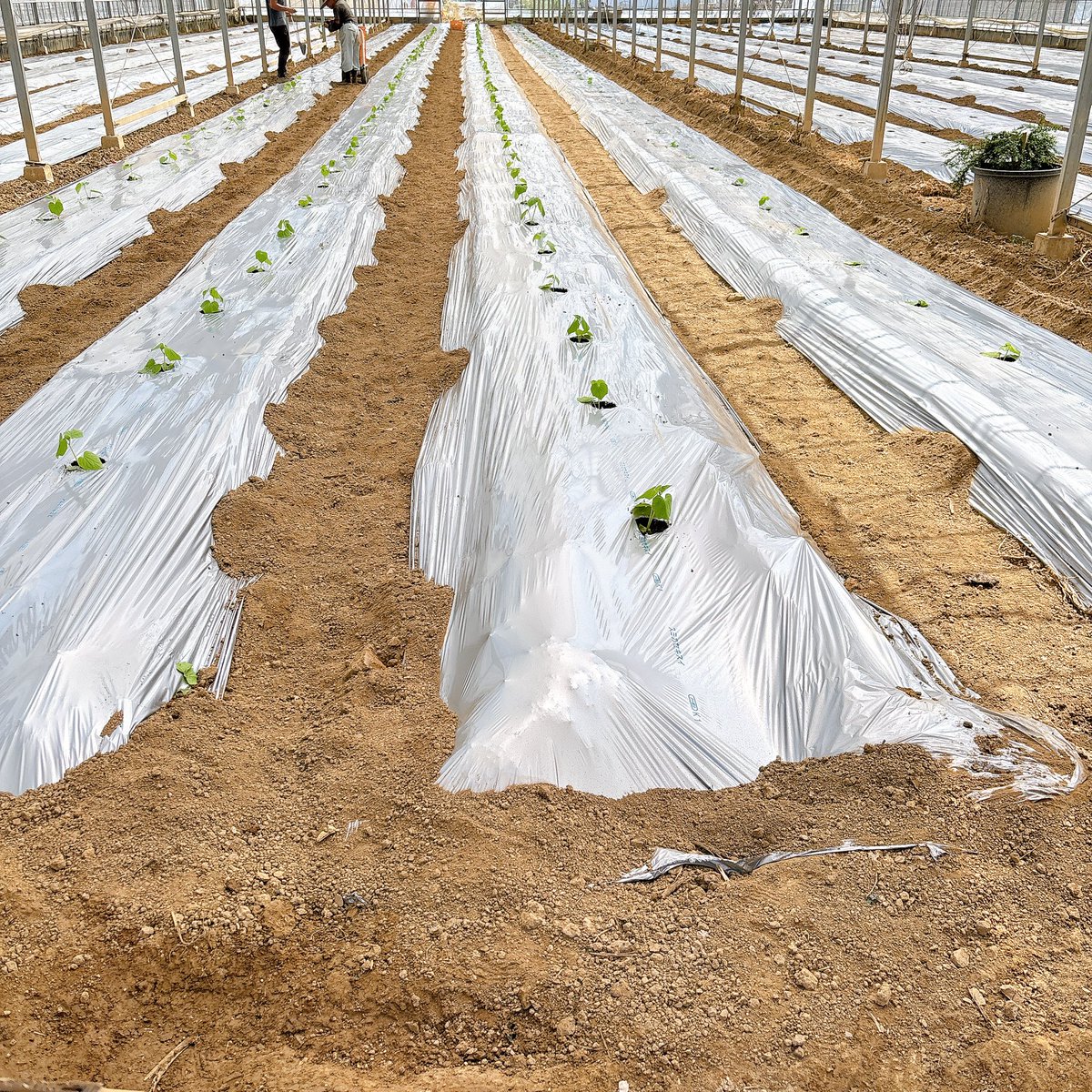 きゅうりの定植🥒
収穫は9月中旬予定✨