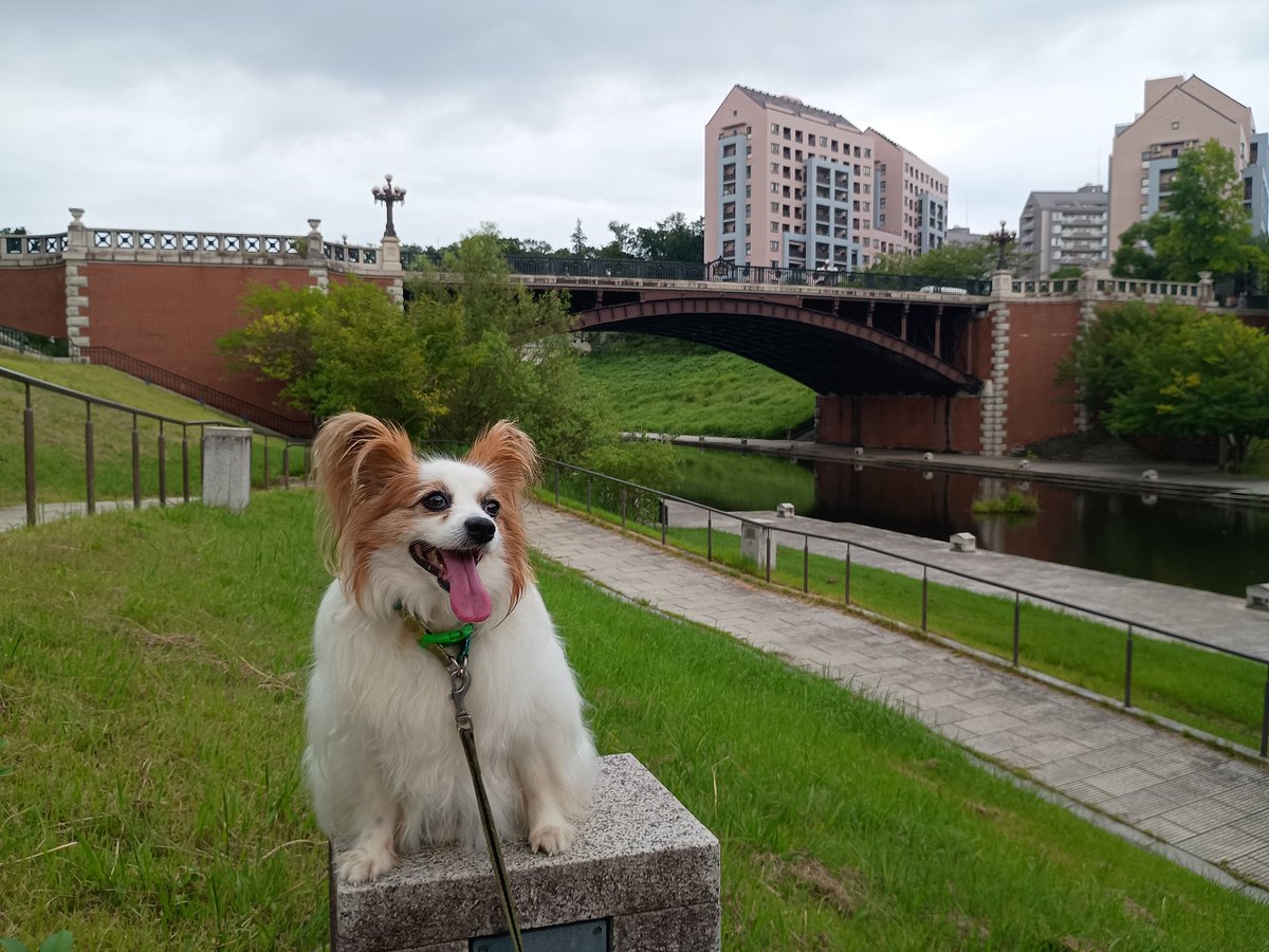 Papillon_Muffin's tweet photo. パピヨンの日らしいので、昨日の坊っちゃんのお散歩写真。#パピヨンの日 #パピヨン https://t.co/4jGDatf6bK