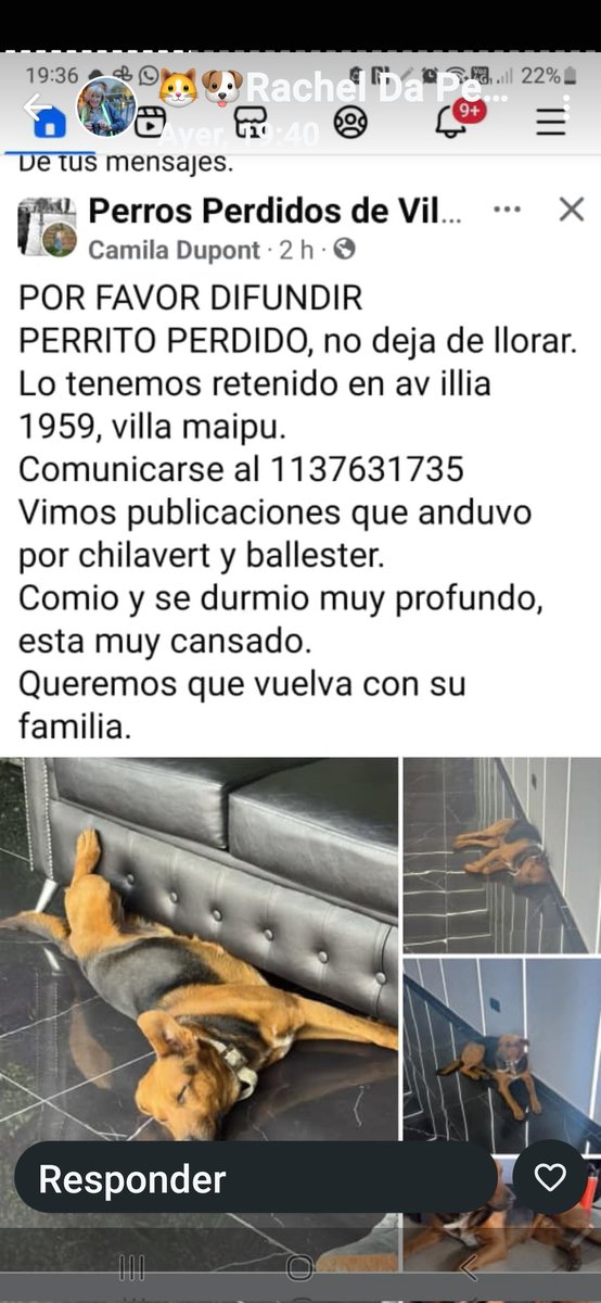 🚨Perrito muy triste que busca a su familia.