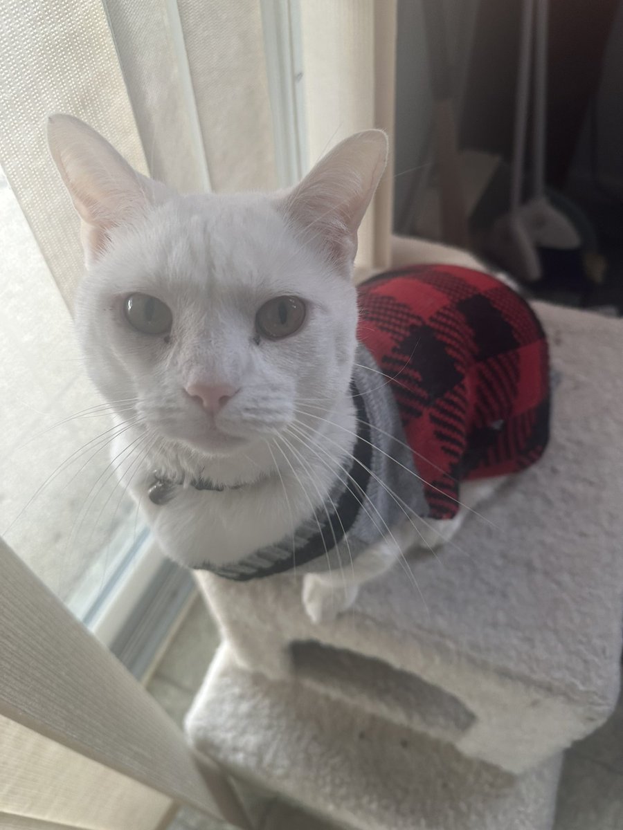 alexisssslynnnn's tweet photo. @swagmastarpaul This is my freaky white munchkin boy, Tomo https://t.co/5tRHPNXafi