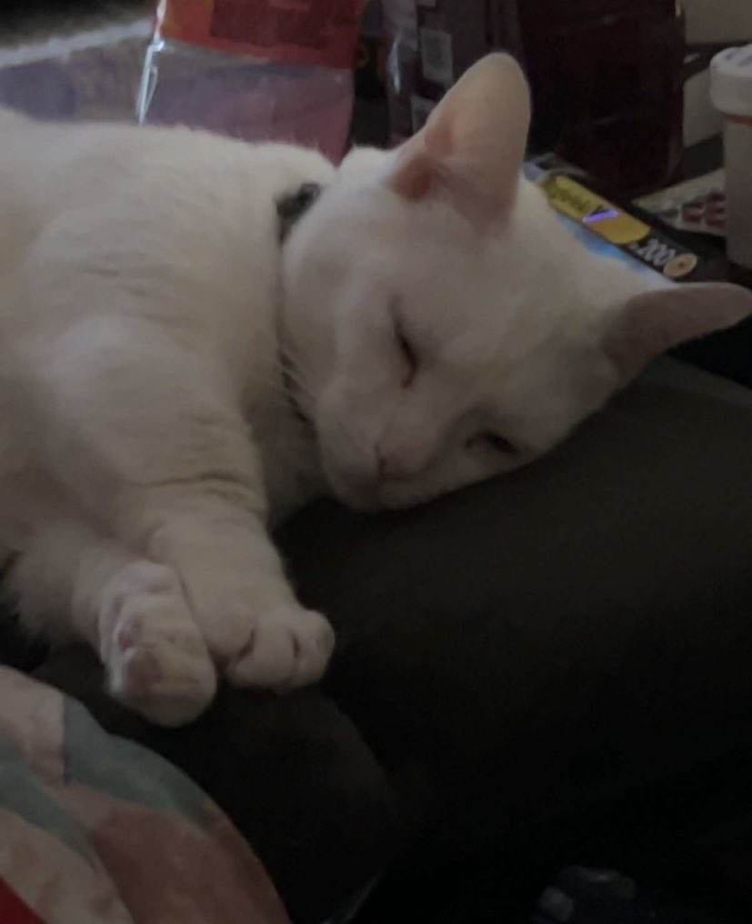alexisssslynnnn's tweet photo. @swagmastarpaul This is my freaky white munchkin boy, Tomo https://t.co/5tRHPNXafi