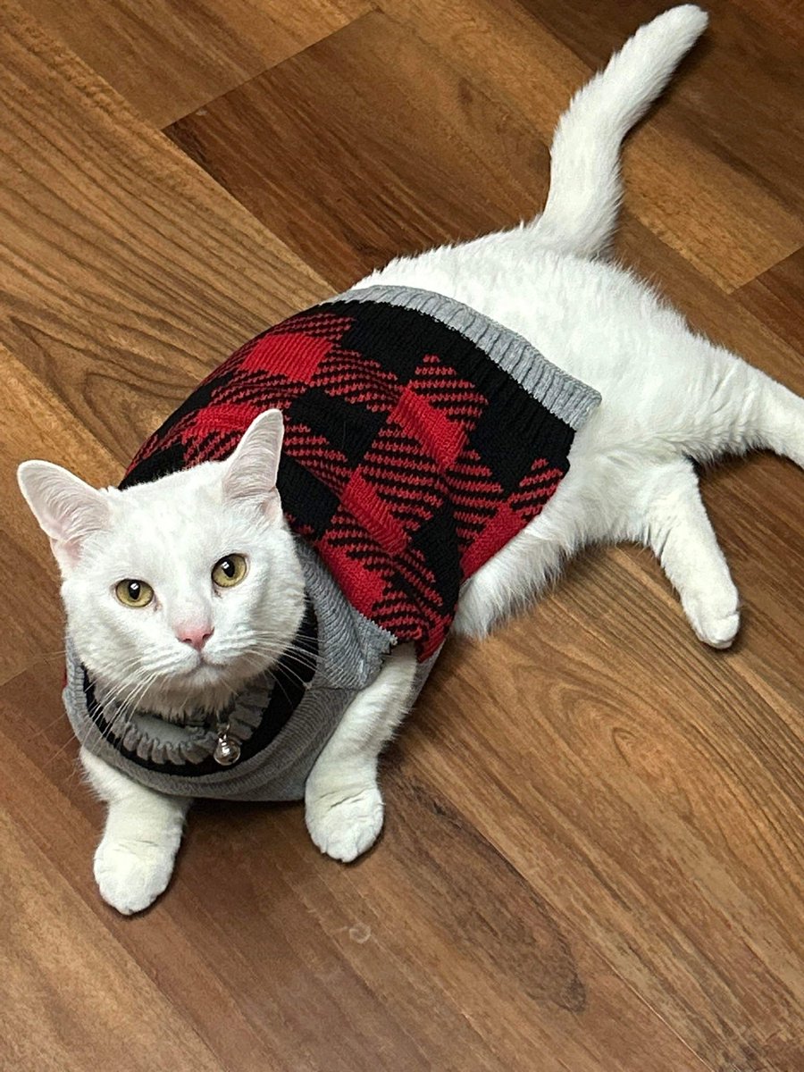 alexisssslynnnn's tweet photo. @swagmastarpaul This is my freaky white munchkin boy, Tomo https://t.co/5tRHPNXafi
