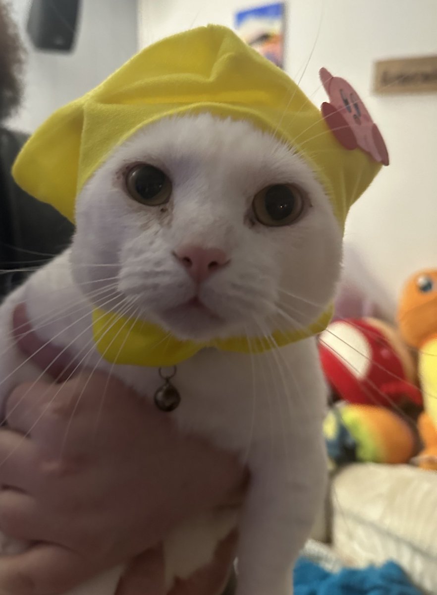 alexisssslynnnn's tweet photo. @swagmastarpaul This is my freaky white munchkin boy, Tomo https://t.co/5tRHPNXafi