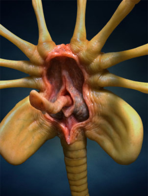 The itsy bitsy facehugger climbed up my booty crack (WHAT'S THIS???)