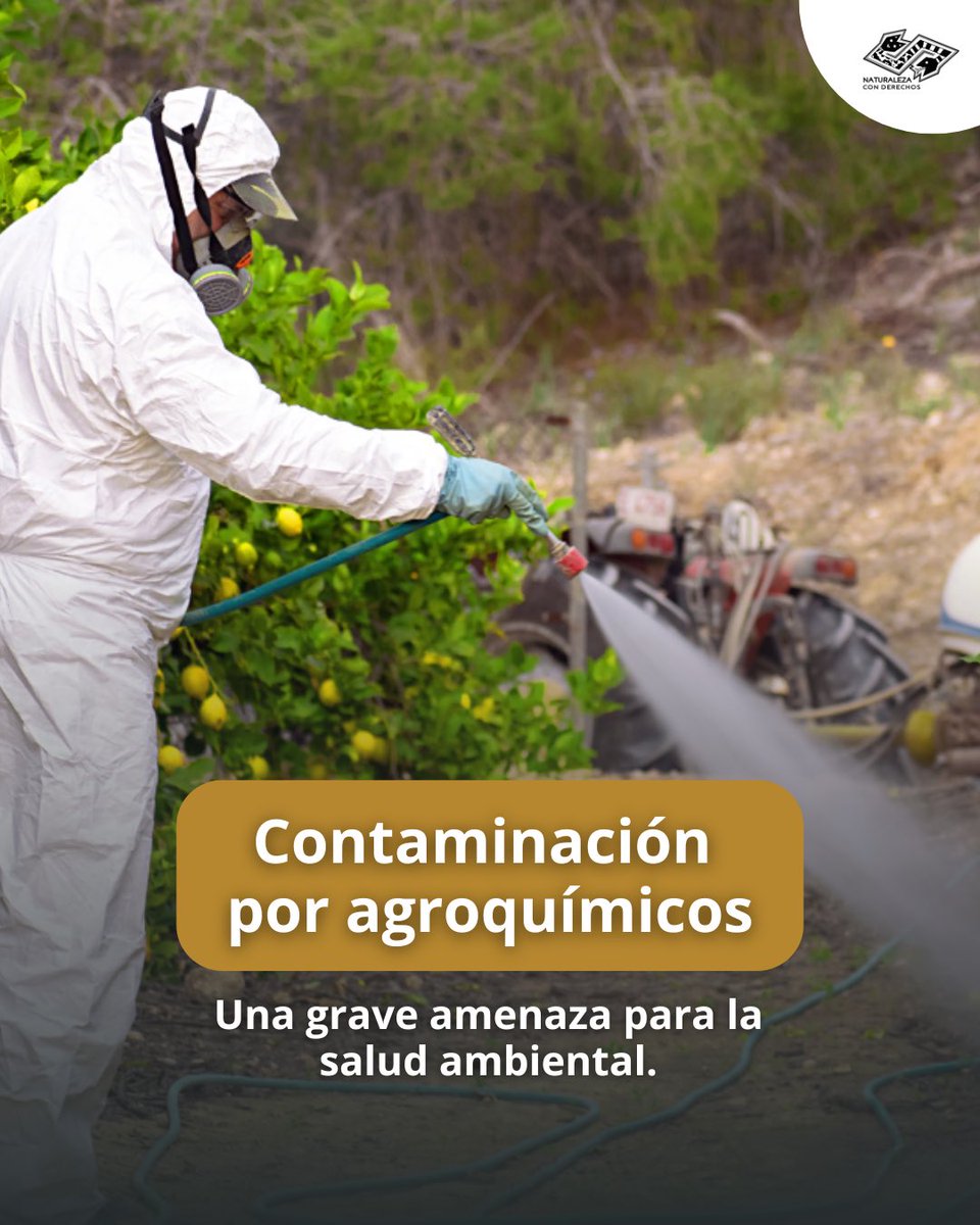 ⚠️Aproximadamente el 50% del fertilizante nitrogenado aplicado a los cultivos agrícolas no es absorbido por las plantas. En cambio, entre el 20% y el 70% se libera al medio ambiente en forma de óxido nitroso, óxido nítrico y amoníaco.  

Lee más ⬇️
naturalezaconderechos.org/2025/07/01/con…