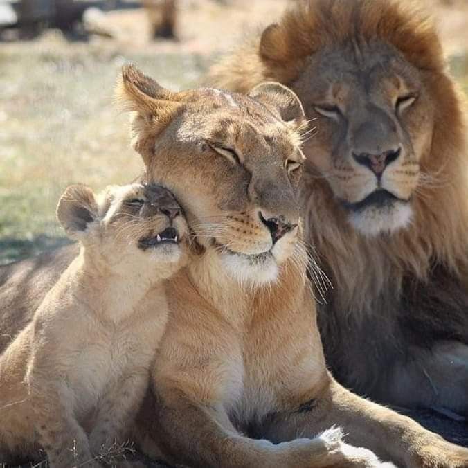 vivaneil1234's tweet image. 