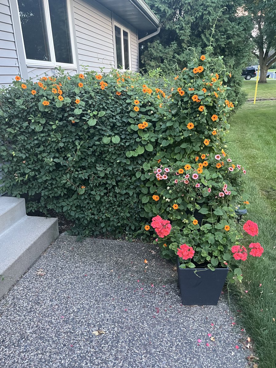 House plants are not bad. Corn and beans in our area look great. I understand the crop report but in some spots bushels may make it work. Not everywhere but in some spots.