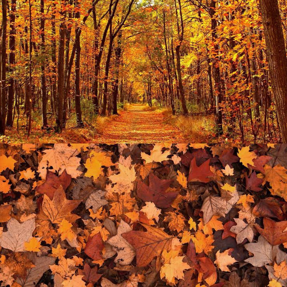 Estamos a 39 días de que inicie el otoño.