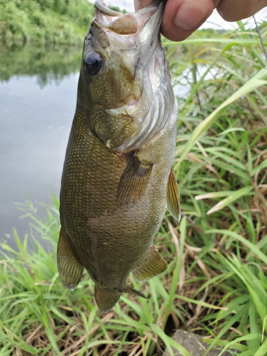 TBISON_WEB's tweet photo. 帰省での久々フィッシング🎣
サイズはともかくうれしぃー😆 https://t.co/A4OBjZizmG