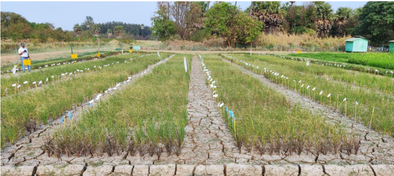 Scientists at IRRI and partners in India have discovered a powerful variant of the gene OsIRO2 that can boost rice yields by up to 27% under drought without compromising yield stability.

Read more: bit.ly/471gHo5