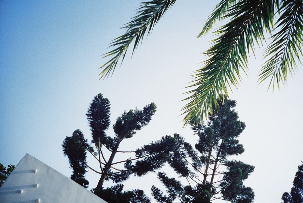 champcamera's tweet photo. LEMON 400 by #青葉台 店

#ISO400 で温かみのある発色をする #カラーネガフィルム「Hopefilm LEMON 400」
ハイライトに赤みがある描写が特徴です。

#LEMON400 #SNAPPP #フィルム現像 #横浜青葉台 #田園都市線
https://t.co/4Dk7m6p1Vt https://t.co/4gyWiM1Fa9