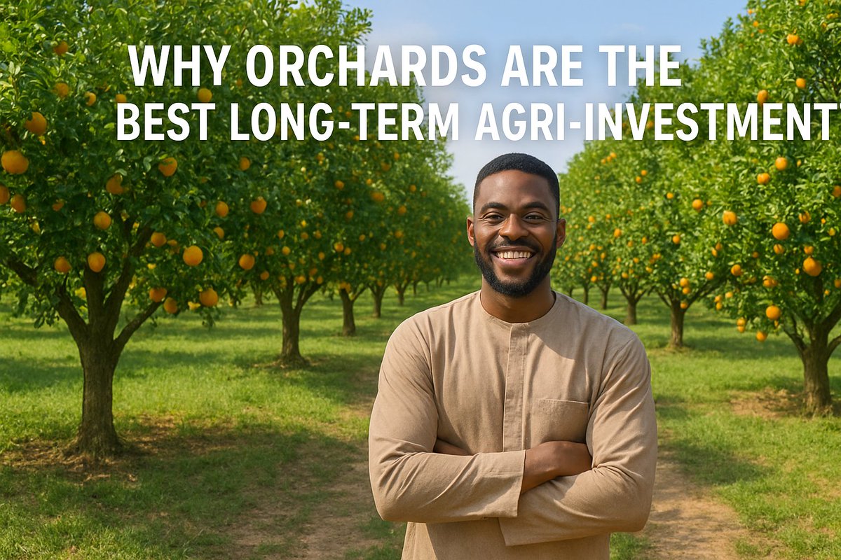 FruitTreesNg's tweet photo. 🧵 Why Orchards Are the Best Long-Term Agri-Investment

Not all farming is created equal.
Some crops make you money this year… and vanish the next.

Orchards? They keep paying you for decades.
Here’s why. 🌳