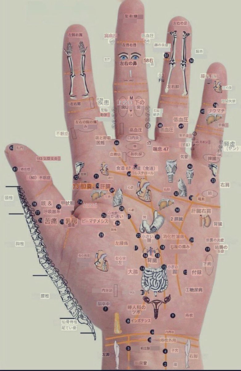 手のひらって、東洋医学では「体の縮図」って言われていて、全身につながる反射区が集まってるの。だから、手を刺激するだけで内臓とか、自律神経とか良くなる。有名なのが「労宮（ろうきゅう）」っていうツボ。手を軽く握ったときに、中指と薬指の先端が手のひらに触れる部分、またはその少し下です。