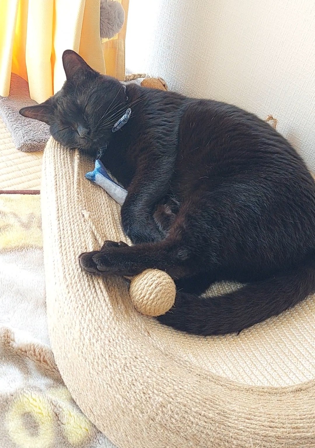 Winnie 黒猫、今日の黒猫、愛猫、野鳥、寝る猫 Winnie 黒猫、今日の黒猫、愛猫、野鳥、寝る猫 Winnie様専用 黒