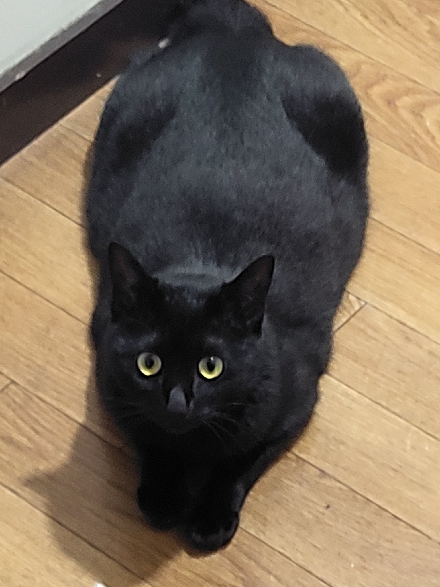 黒ネコにゃんにゃん① mofusand 黒仔猫にゃんマスコット | 商品紹介 | 株式会社