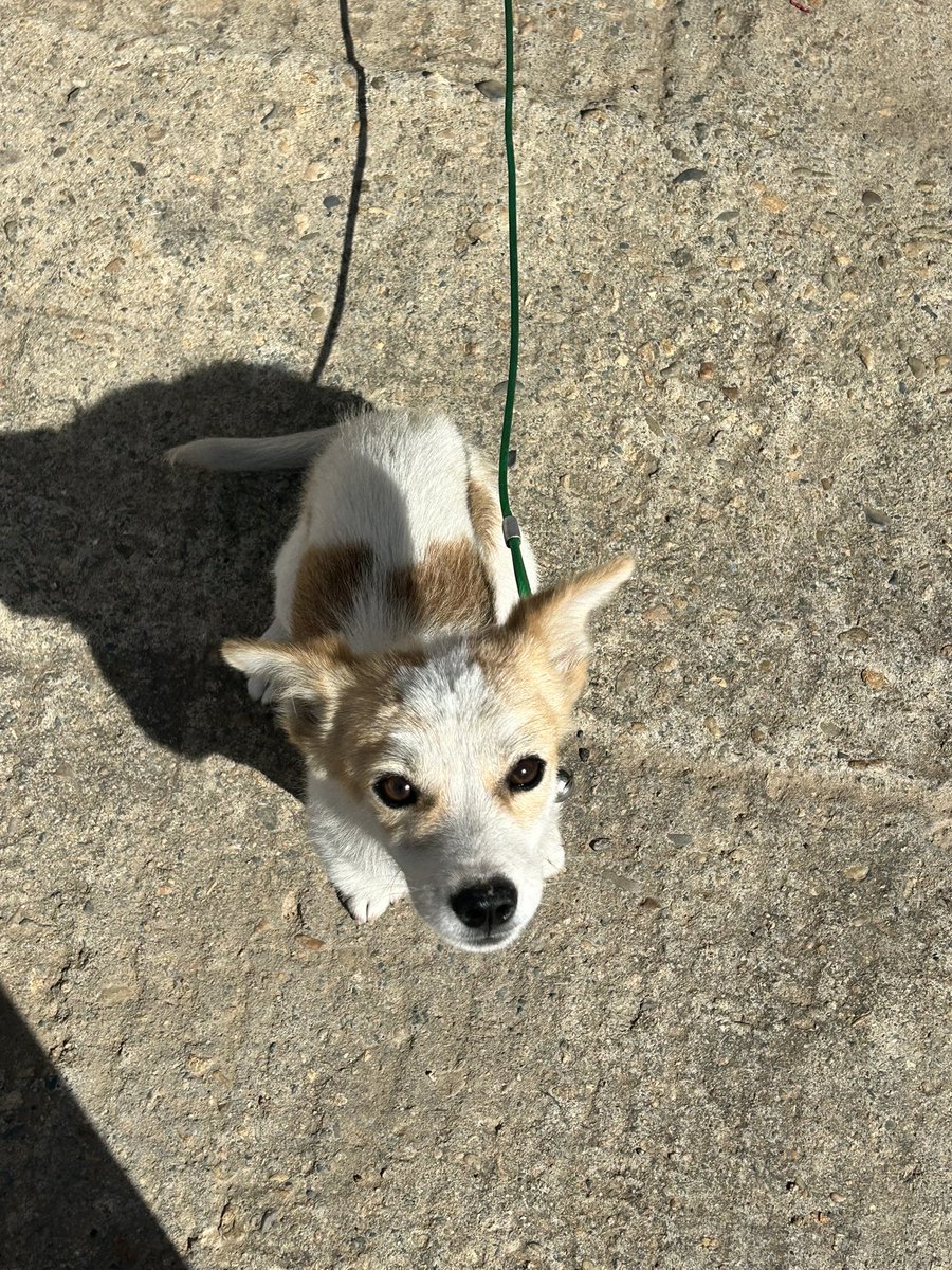 드디어 귀가 완전히 선 강아