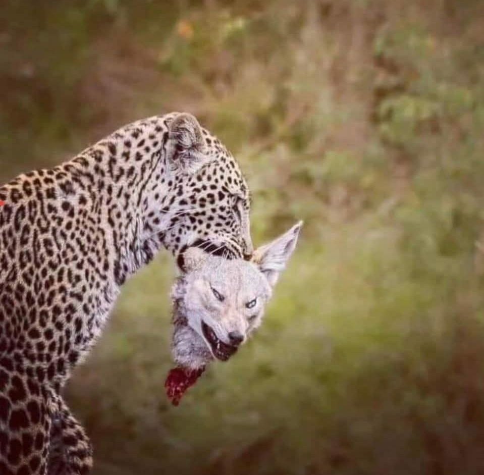 ياذيب ماكل المغازي عوافي
ولا كل يوم يدسم الدم نابك

مره تصيد وتأخذ الحق وافي
ومره يصير الصيد حضرت جنابك.