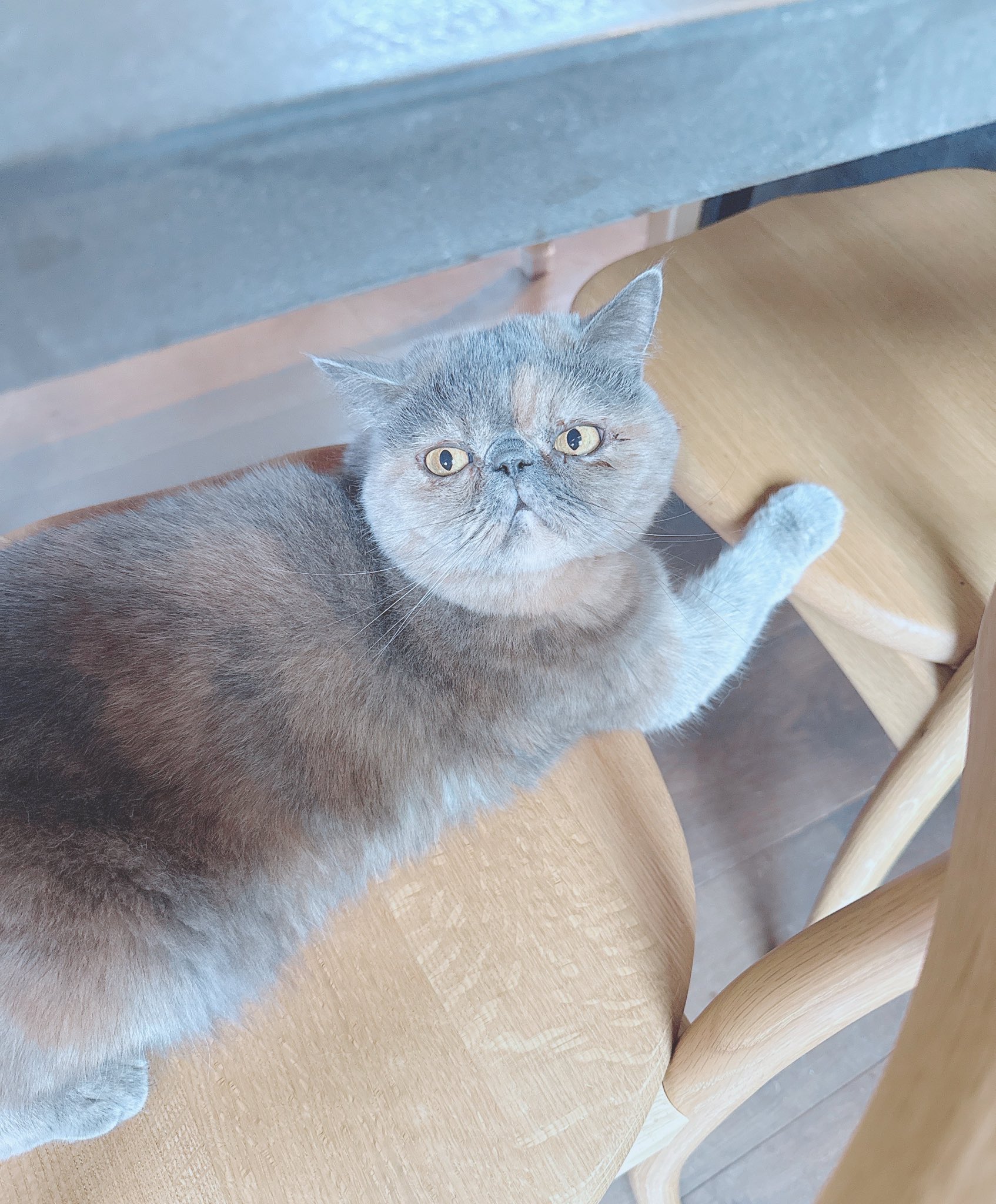 ヘアゴム レジン 大きなポッテリ三毛猫ちゃんとマトリカリア ヘアゴム レジン 大きなポッテリ三毛猫ちゃんとマトリカリア