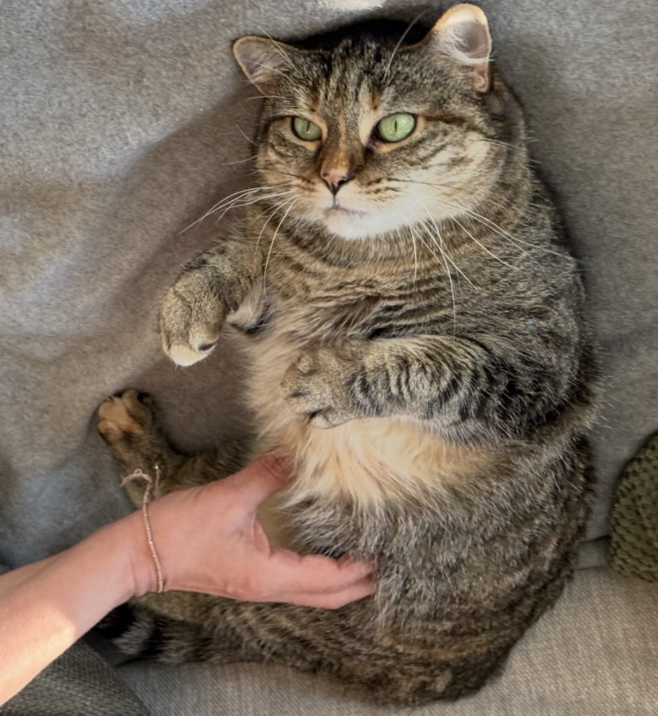 As much as I’m enjoying wonderful Toronto, I’m still missing this dumpy little furry lump.