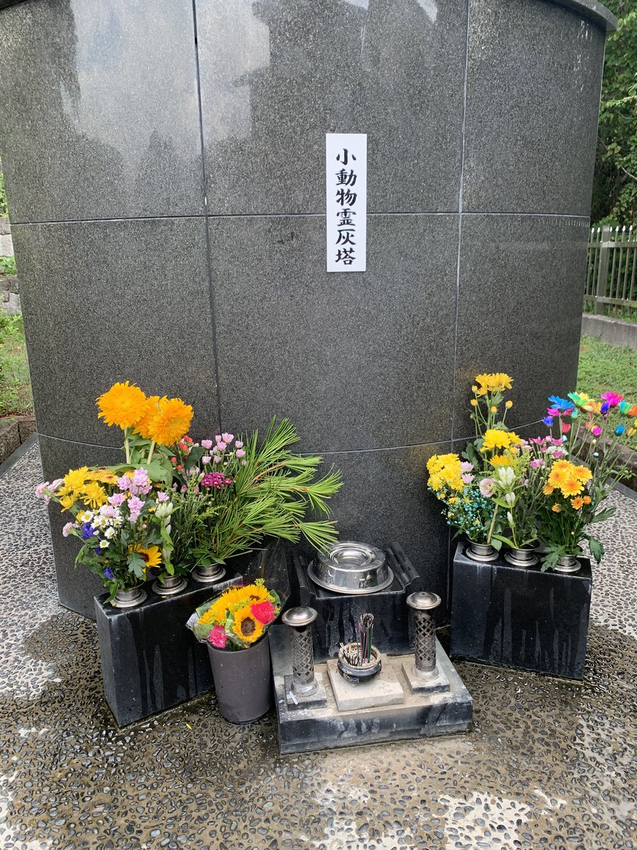 JuneToki's tweet image. 人間様  お義父さんの初盆のお参りなどが済んで。
ようやく…
お犬様  ティムのお墓参りに行ってきました🥺