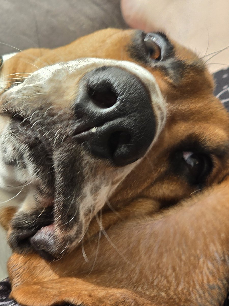 SynthLexic's tweet image. This is the face of a dog that wants you to follow my new account

LexiMilfArc